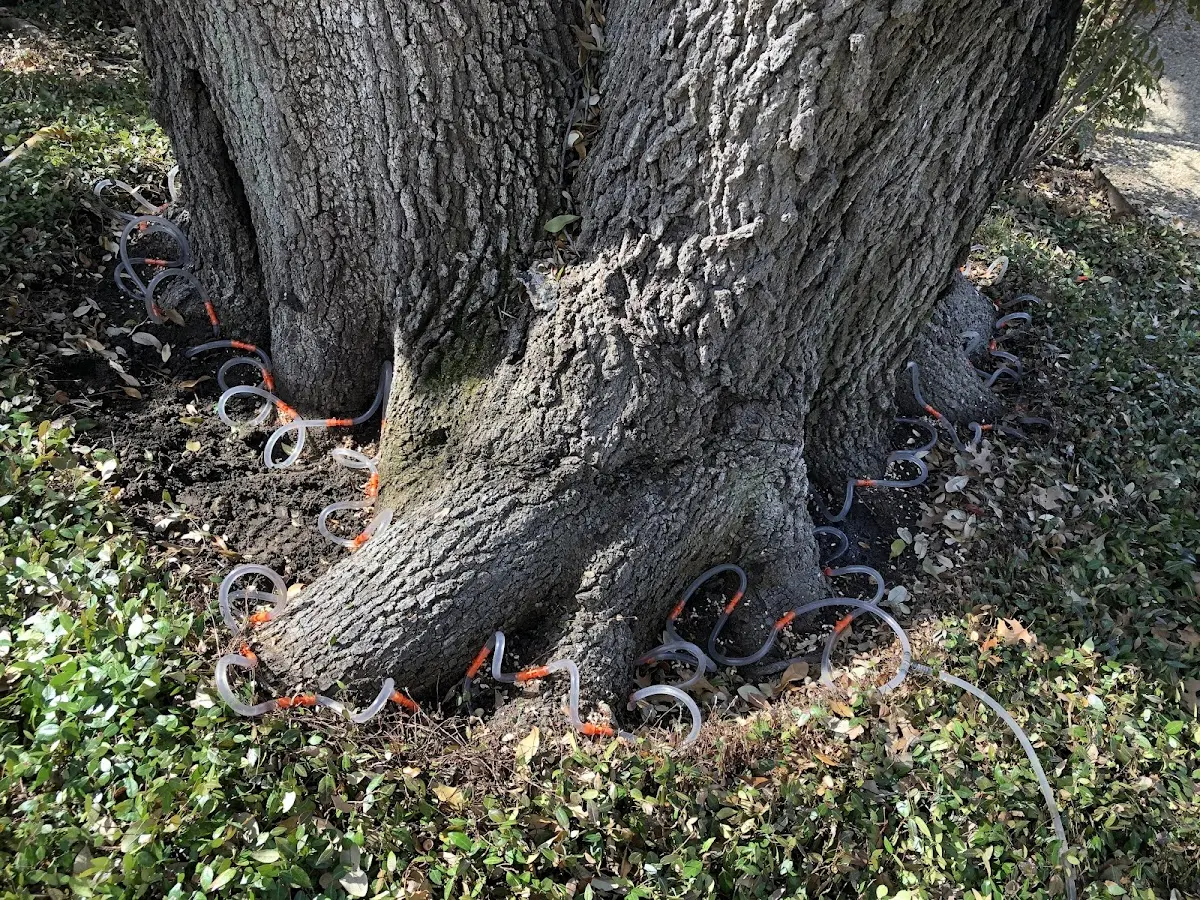 Detailed Tree Cabling and Bracing job site in Prairie City
